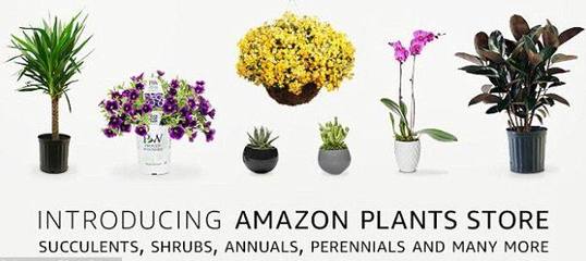 亚马逊推出了一家网上工厂店,销售上万种植物,最高卖到了1.4万